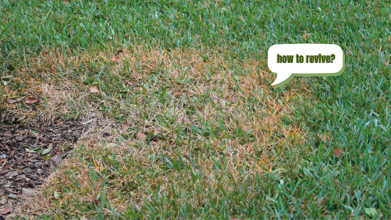 How to Treat St Augustine Grass Fungus and Revive Brown Spots