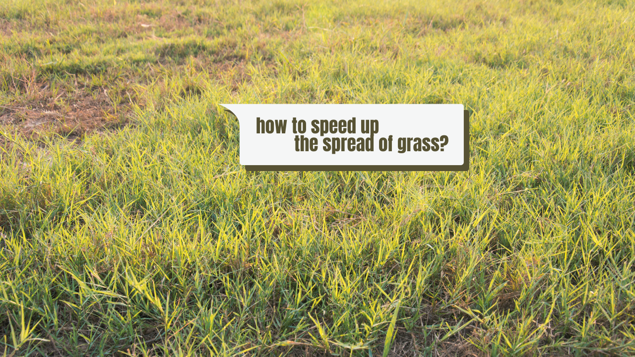 How to Get Bermuda Grass to Spread Quick: A Practical Guide