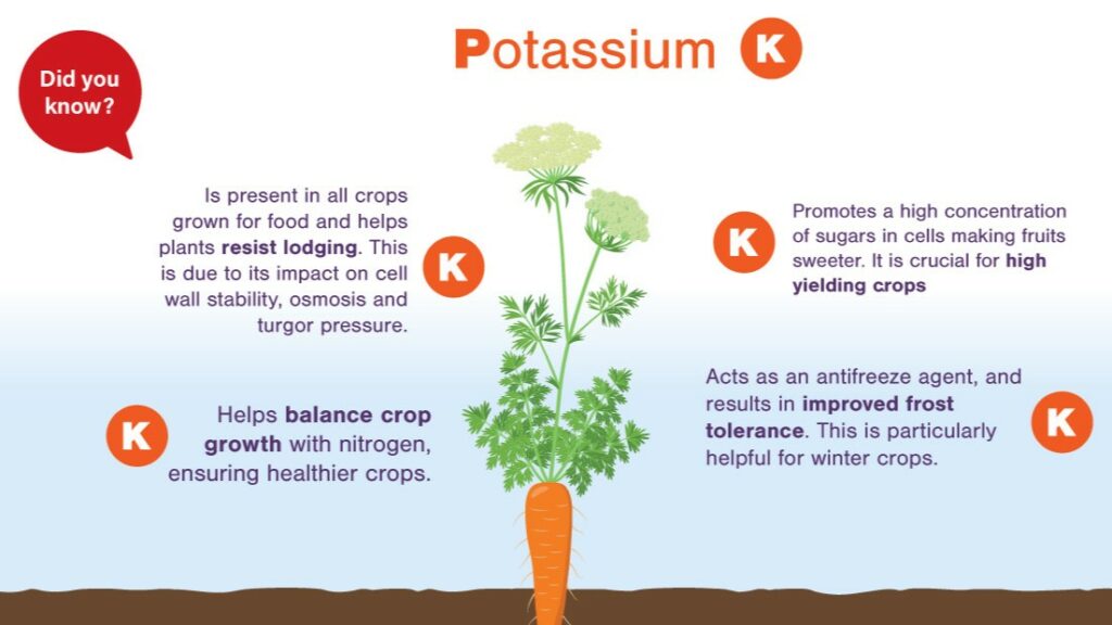 Benefits of potassium in plants